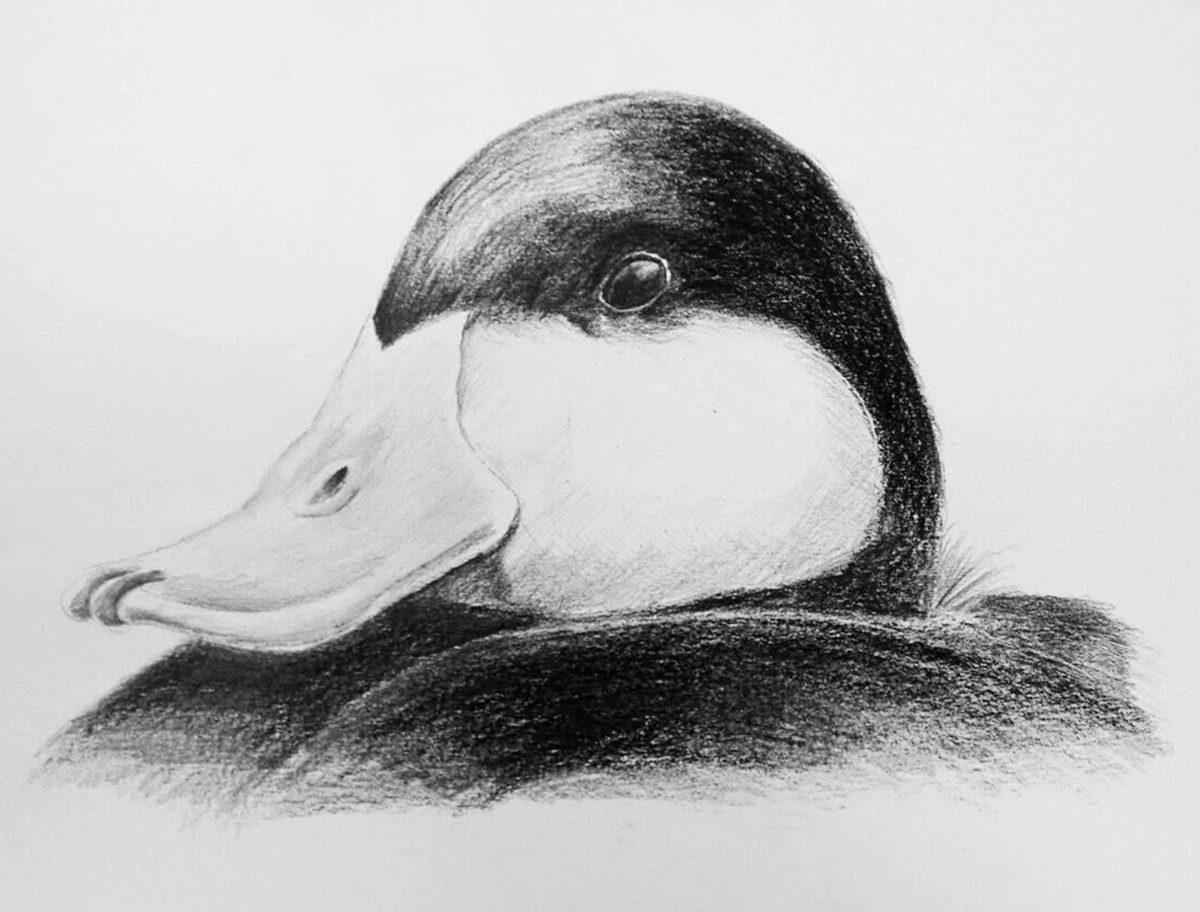 duck duck