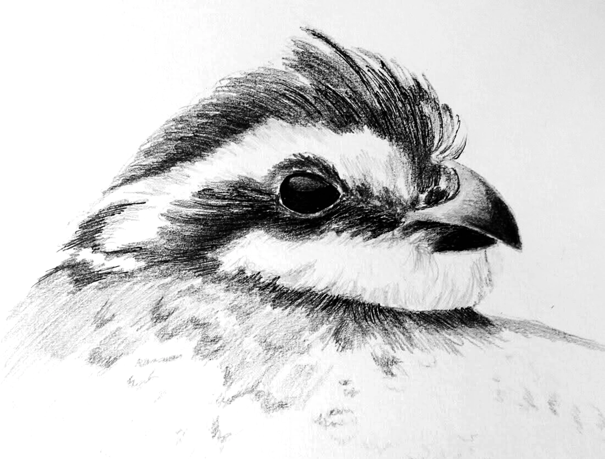 quail quail