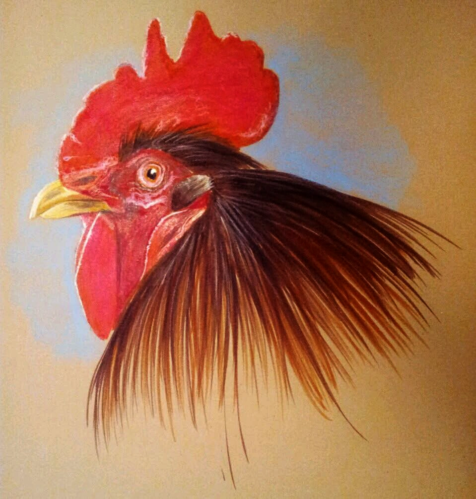 rooster rooster